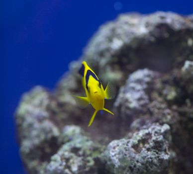 tropical animal in a salt water fish tank aquarium under water. Flash light can kill the animals so the photo was taken with available lights and reflectors 