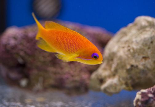 tropical animal in a salt water fish tank aquarium under water. Flash light can kill the animals so the photo was taken with available lights and reflectors 