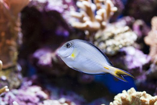 tropical animal in a salt water fish tank aquarium under water. Flash light can kill the animals so the photo was taken with available lights and reflectors 