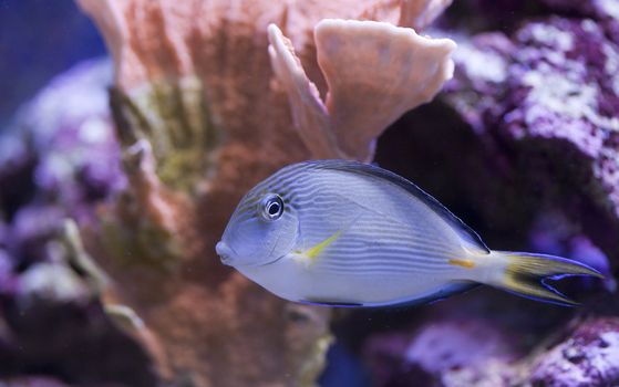 tropical animal in a salt water fish tank aquarium under water. Flash light can kill the animals so the photo was taken with available lights and reflectors 