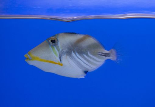 tropical animal in a salt water fish tank aquarium under water. Flash light can kill the animals so the photo was taken with available lights and reflectors