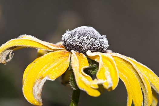 An image of an autumn icy flower