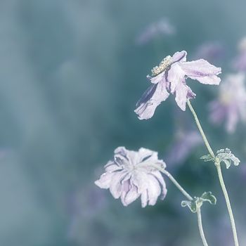 An image of an autumn icy flower