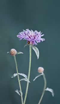 An image of an autumn icy flower