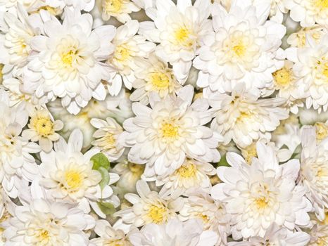 An image of a nice white flower background