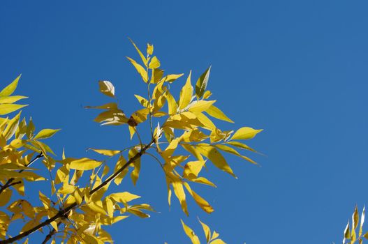 Yellow autumn leaves against clear blue sky