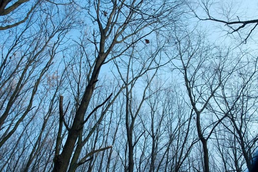 Bare, leafless trees of a forest against blue sky