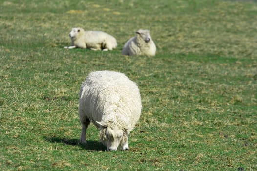 Sheep grazing on a green field
