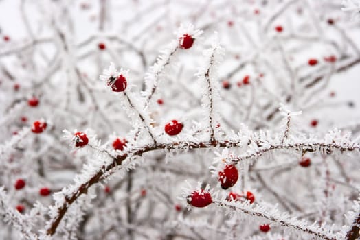 Red rose-hip in winter under frost