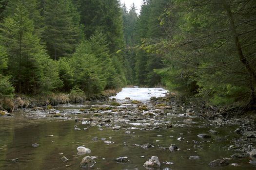 Forest of pine trees with mountain stream