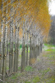 Wood production forest in the autumn