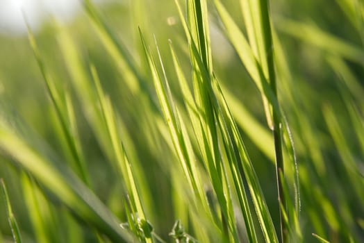 Closeup of tall green grass, shallow Dof