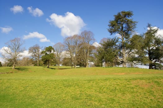 Park with trees, green grass, blue sky