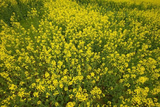 Blooming rapeseed field