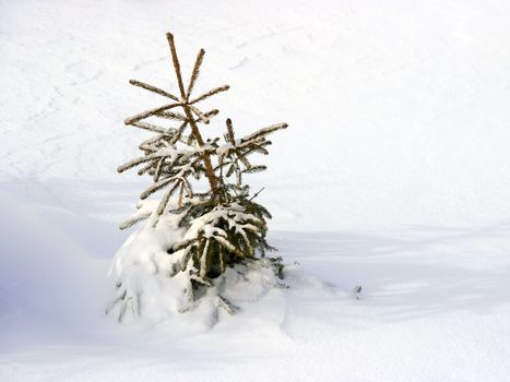 Small pinetree party buried under the snow