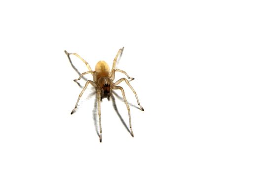 Closeup of a spider isolated on white