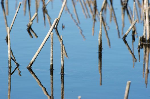 Surface of a blue lake with parts of reed plants