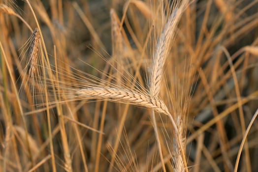 Closeup of a golden wheat field