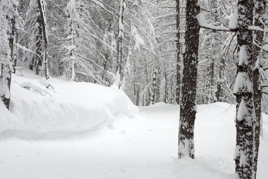 Pale winter forest with trees covered by snow