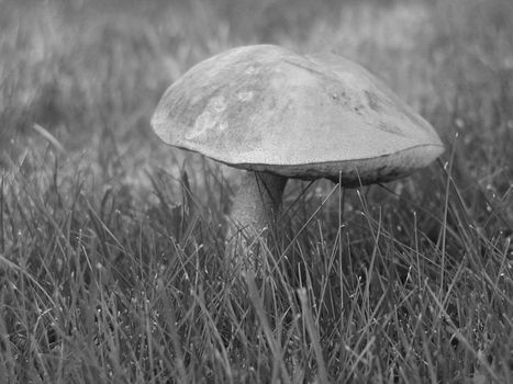 Mushroom in a meadow - in black and white