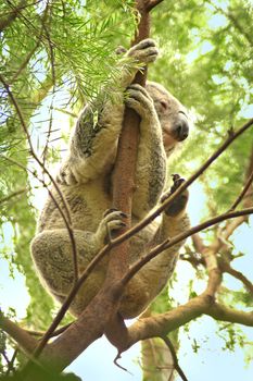 climbing koala on a tree, green leaves