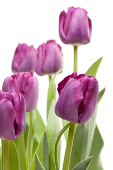 Set of Purple Tulips on a White Background.