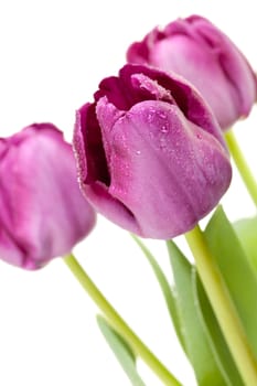 Set of Purple Tulips on a White Background.