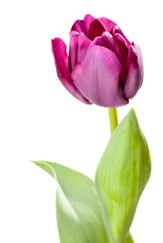 Set of Purple Tulips on a White Background.