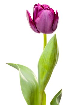 Set of Purple Tulips on a White Background.