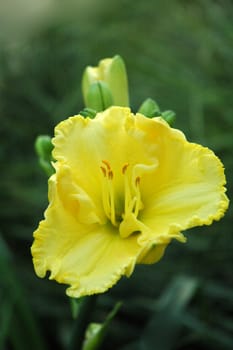 yellow flower in front of green blurred background made of grass