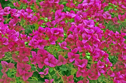 several pink flowers, green background, saturated colors