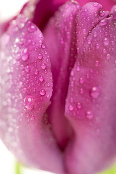 Macro of Purple Tulips with Water Mist Drops