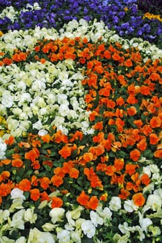 ridge with flowers of different colors, white, orange, purple