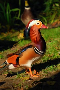 Colorful Mandarin duck in direct sunlight