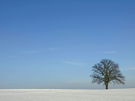 tree in wintertime