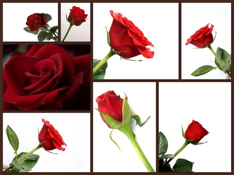 Montage of different red rose flowers collage of pictures