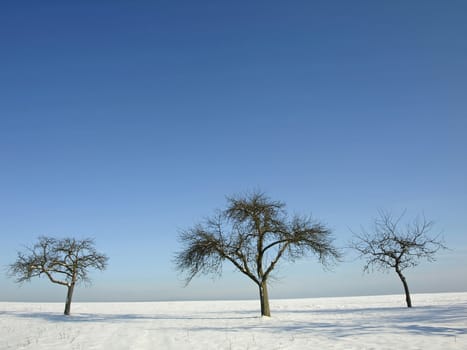 trees in wintertime