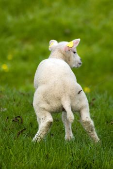 cute little lamb is urinating in a fresh green meadow