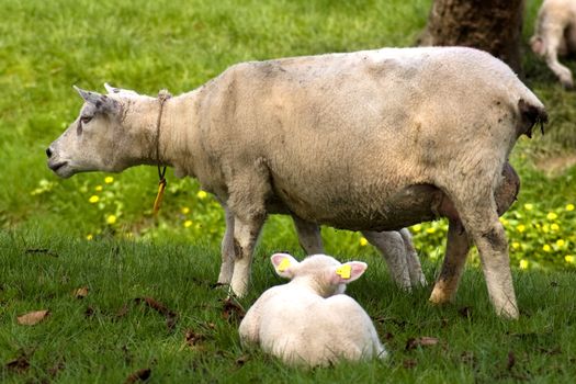 a sheep and a cute lamb in spring
