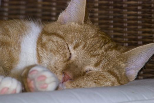 Yellow tabby cat comfortably sleeps on a wicker chair