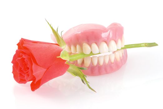 Dentures holding red rose romanticly; on a white background.