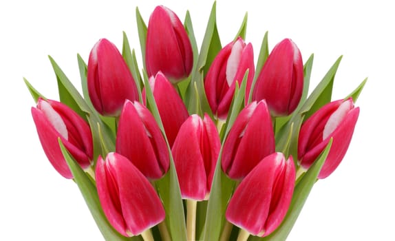 Bunch of red tulips isolated on white.