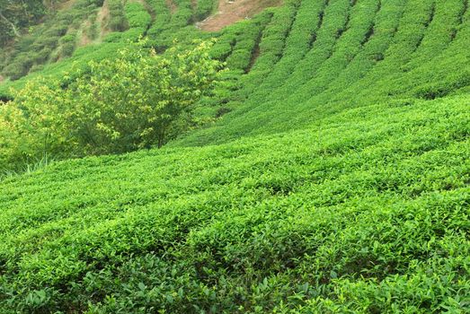 It is a green fresh tea leaf farm.