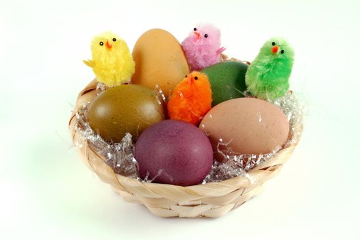 decoration with easter eggs and chicks over a white background