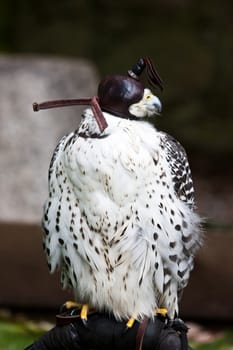 Falcon in a nature reserve, Sutherland, Scotland