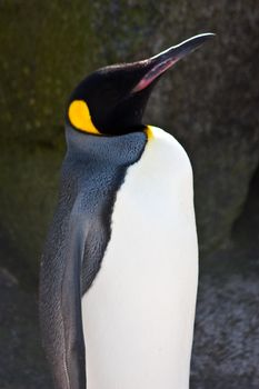 Latin name  Aptenodytes Patagonica, tipical of Falkland Islands