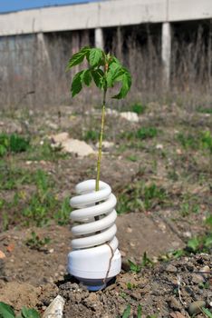 ecologic light bulb with green plants and a little tree