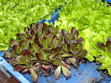 seedlings of salad