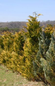 natural green golden thuja fence outdoor