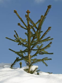 tree in wintertime